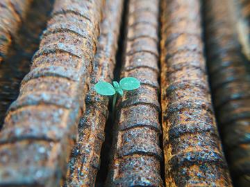 Photo of green sprout growing between railway bars.