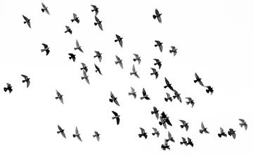 low angle photograph of flock of birds