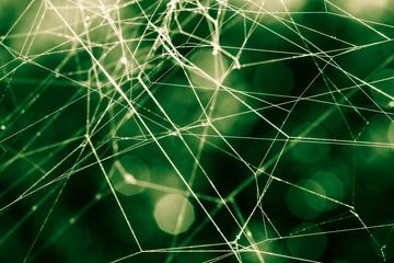 Close up of a spider web in green background