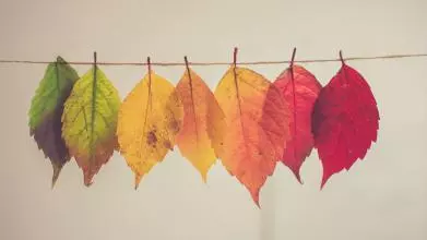 A series of autumn leaves of different colours hanging from a rope
