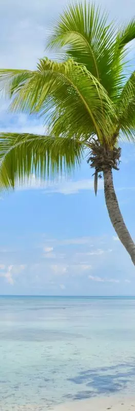 Palm tree on a tropical beach
